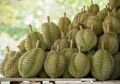 Tikus Dijamin Kapok Bersarang di Dalam Rumah Hanya dengan Kulit Durian, Begini Cara Mudahnya
