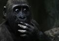 Uang Rp256 Juta Raib Secara Misterius, Konon Pelakunya adalah Gorila yang Mencuri dan Memakan Uangnya, Begini Kisahnya