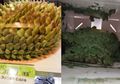Pesan Kue Berbentuk Durian Seharga Hampir Rp 2 Juta, yang Datang Justru Seperti Ini!