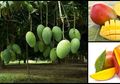 Selain Lezat, Ini 5 Manfaat Luar Biasa Makan Mangga Setiap Hari, Termasuk Menyehatkan Otak