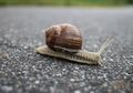 Gara-gara Seekor Siput, Sistem Kereta Api di Jepang Selatan Jadi Kacau. Kok Bisa?