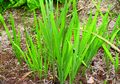 Herba Dringo, Dipercaya Jadi Obat Penenang! Ini Resepnya