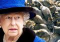 Ratu Elizabeth Kecolongan! Istana Buckingham Perketat Keamanan Demi Nyawa Sang Ratu