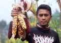 Hobi Koleksi Plasma Nuftah, Petani Jawa Barat Ini Buktikan Keberhasilan Budidaya Jagung Warna-warni