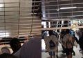 Perilisan Yeezy 350 V2 Synth Bikin Mall Ini Jadi Kayak Zombie Apocalypse!