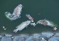 Kadar Oksigen di Laut Menurun Akibat Perubahan Iklim, Ikan Terancam Punah
