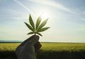 Senyawa Ganja Berpotensi Menghambat Replikasi Virus Corona di Manusia