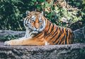 Tafsir Mimpi Bertemu Harimau, Bisa Jadi Anda Akan Mendapat Kemuliaan