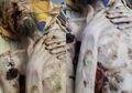 Seorang Pria Ditemukan Kurus Kering Seperti 'Mumi', Ternyata Masih Bertahan Hidup dengan Minum Urinnya Sendiri di Sarang Beruang