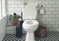 Kamar Mandi Lembab, Faktanya Buat Banyak Binatang Bersarang, Cek Solusinya!
