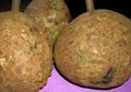 Tanpa Duri Sedikitpun, Inilah Durian 'Gundul' Asli NTB yang Unik, Bagaimana dengan Rasanya?