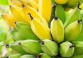 Tak Hanya Matang, Pisang Mentah Juga Punya Manfaat Bagi Tubuh