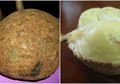 Viral Durian Tanpa Duri Ditemukan di Kaki Gunung Rinjani, Sempat Dikira Beracun Ternyata Lezat