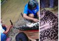 Viral Foto Sekelompok Pria Menguliti Macan Dahan yang Terancam Punah, Netizen Tak Tinggal Diam!