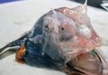 Buat Heboh Netizen, Penampakan Ikan Alien Hasil Tangkapan Nelayan Asal Sydney Australia