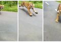 Viral Video Pengendara Motor Dikejar Harimau, Nyaris Kena Terkam