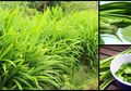 Pernah Coba Teh Pandan? Ternyata Manfaatnya Luar Biasa, Mulai Obati Saraf Lemah Hingga Cegah Rambut Rontok