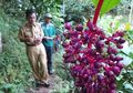 Manfaat Buah Parijoto untuk Kehamilan; Tak Hanya Buat Cepat Hamil tapi Dipercaya Buat Anak Lahir Cantik atau Ganteng