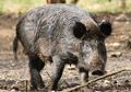 Duel dengan Babi Hutan, Rahmat Selamat dari Tusukan Taring Sepanjang 9 Sentimeter