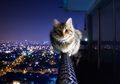 Dari Dianggap Jelmaan Dewa Hingga Makhluk Supernatural, Ini Alasan Kucing Jadi Hewan yang Istimewa dan Punya Banyak Nyawa