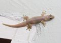 Meresahkan Sekaligus Membantu Manusia, Apakah Cicak di Rumah Harus Dibasmi?