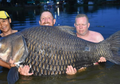 Bobotnya Capai 150 Kg, Inilah Ikan Mas Raksasa Terbesar di Dunia yang Berhasil Ditangkap