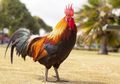Pemilik Peternakan Terkejut, Banyak Ayam Mati dan Kandang Ayamnya Hancur, Rupanya Ini Ulah Tentara Italia, Kok Bisa?