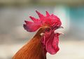 Gara-gara Suaranya Terlalu Kencang, Seekor Ayam Jantan Dibawa ke Pengadilan