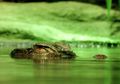 Niatnya Berwudhu di Sungai, Wanita Riau Ini Justru Hampir Dimakan Buaya, Tangannya Sempat Diterkam, Namun Berakhir Seperti Ini