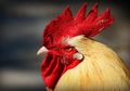Terlalu Kencang Berkokok, Sepasang Pensiunan Laporkan Seekor Ayam Jago ke Pengadilan