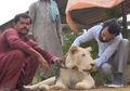 Orang-orang Kaya Pakistan, Pamer Kekayaan dengan Pelihara Singa dan Hewan Liar Lainnya