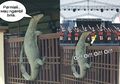 Viral Biawak Panjat Pagar, di Tangan Netizen Indonesia 'Disulap' Jadi Meme-meme Super Kocak!