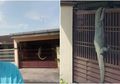 Inilah Pemilik Rumah yang Pagarnya Dipanjat Oleh Seekor Biawak, Fotonya Viral di Media Sosial