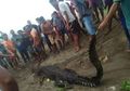 Bukan Buaya Sembarangan, Saat Ditemukan Tewas, Seorang Nenek Menangis Sambil Memeluk Buaya Itu
