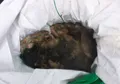 Hewan Peliharaannya Setia dan Kerap Mengikuti, Mantan Hakim Bunuh Anjingnya dengan Cara yang Sadis
