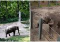 Kisah Happy, Gajah Paling Kesepian di Dunia, 13 Tahun Hidup Sendirian di Kandangnya