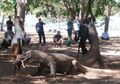 4 Fakta Komodo Masuk Rumah Warga, Musim Kawin hingga Diikat Tali Nilon, Yuk Simak!
