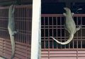 Viral Biawak Panjat Pagar, Ini Perbedaan Komodo dengan Biawak Renda