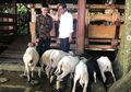 Jauh-jauh dari Amerika, Rapper Rich Brian Diajak ke Kandang Kambing oleh Jokowi Saat Pulang Kampung ke Indonesia