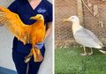 Dikira Hewan Eksotis, Burung Ini Ternyata Camar Kena Kuah Kari