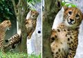 Lucunya Ekspresi Memelas Seekor Cheetah Pas Nyangkut di Pohon