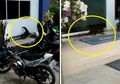 Beredar Video Biawak Coba Terobos Kantor Pajak, Admin Ditjen Pajak RI: Tolong Diajarin e-Filing Aja