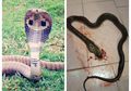 Bertengkar dengan Sang Pacar, Wanita ini Lampiaskan Kemarahannya dengan Pukuli Ular Cobra Sampai Mati Hanya dengan Sendok!
