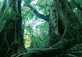 Terlihat Menyeramkan sebab Keluarkan Darah saat Ditebang, Pohon Asal Afrika Ini Ampuh Obati Penyakit Mematikan