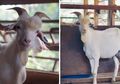 Terlalu Ganteng, Kambing Ini Viral di Media Sosial dan Jadi Idola