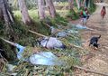 Ibu Hamil dan Anak-anak Jadi Korban Pembantaian Suku di Papua Nugini, Tubuh Terpotong-potong, Rumah pun Terbakar