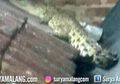 Viral Penampakan Buaya Muncul di Atap Rumah Warga, Asal-usunya Masih Menjadi Misteri