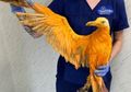 Punya Warna Bak Burung Phoenix, Tak Bisa Terbang, dan Berbau Menyengat, 'Burung Langka' Ini Bikin Orang-orang Jadi Terlihat Konyol