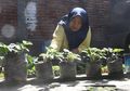 Punya Segudang Manfaat, Baiq Nuril Rindu Tanaman Stroberi di Belakang Rumahnya