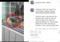 Viral Video Tikus dengan Nikmatnya Makan Makanan Warteg, Netizen: 'Kaya Sengaja Bikin warteg Sepi'